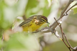 Palm Warbler
