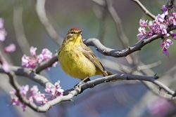 Palm Warbler