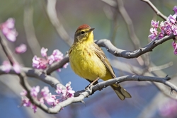 Palm Warbler