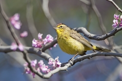 Palm Warbler