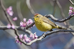 Palm Warbler