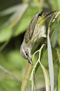 Palm Warbler