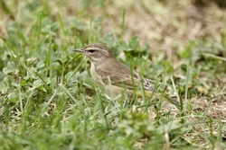 Palm Warbler