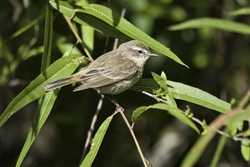 Palm Warbler