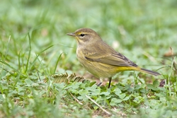 Palm Warbler