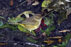 Palm Warbler
