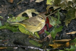 Palm Warbler