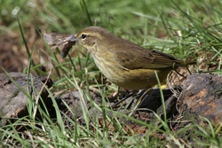 Palm Warbler