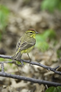 Palm Warbler
