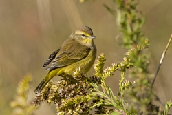 Palm Warbler