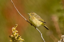 Palm Warbler