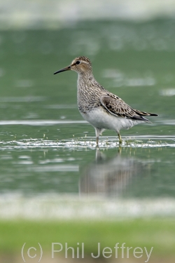 Pectoral Sandpiper