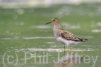 Pectoral Sandpiper