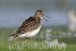 Pectoral Sandpiper