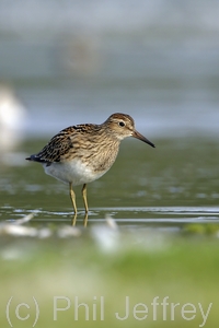 Pectoral Sandpiper