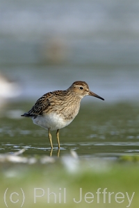 Pectoral Sandpiper