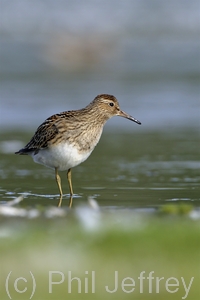 Pectoral Sandpiper