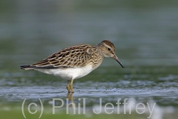 Pectoral Sandpiper