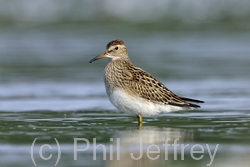 Pectoral Sandpiper