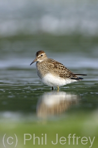 Pectoral Sandpiper