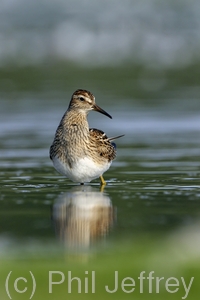 Pectoral Sandpiper