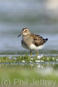 Pectoral Sandpiper