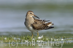 Pectoral Sandpiper