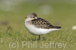 Pectoral Sandpiper