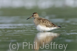 Pectoral Sandpiper