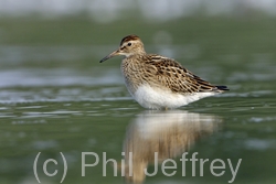 Pectoral Sandpiper