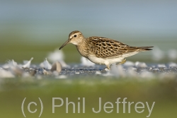 Pectoral Sandpiper