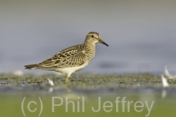 Pectoral Sandpiper