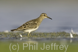 Pectoral Sandpiper