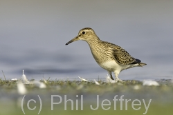 Pectoral Sandpiper