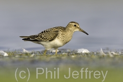 Pectoral Sandpiper