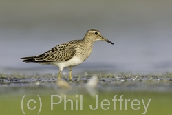 Pectoral Sandpiper