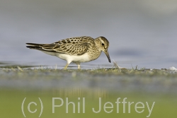 Pectoral Sandpiper