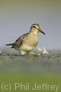 Pectoral Sandpiper