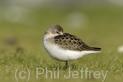 Pectoral Sandpiper