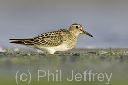 Pectoral Sandpiper