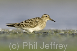 Pectoral Sandpiper