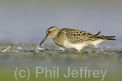 Pectoral Sandpiper