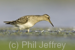 Pectoral Sandpiper