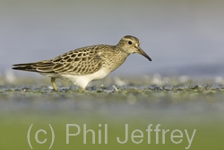 Pectoral Sandpiper