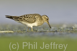 Pectoral Sandpiper