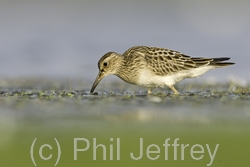 Pectoral Sandpiper