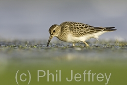 Pectoral Sandpiper