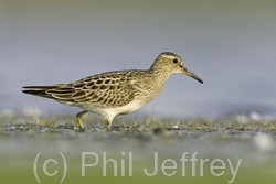 Pectoral Sandpiper