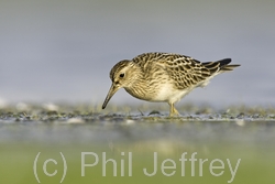 Pectoral Sandpiper