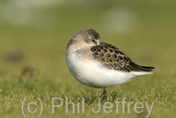 Pectoral Sandpiper